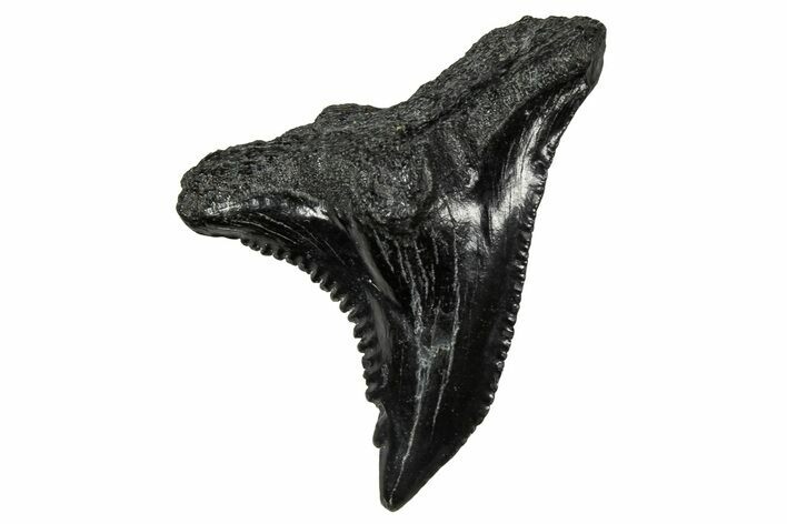 Large, Snaggletooth Shark (Hemipristis) Tooth - South Carolina #359083